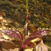 Malaxis discolor (Lindl.) Kuntze